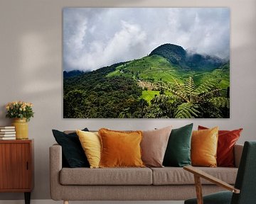 The verdant tea plantations of the Ciwidey mountains by Frank Photos