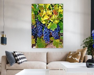 raisins bleus sur la vigne sur Werner Lehmann