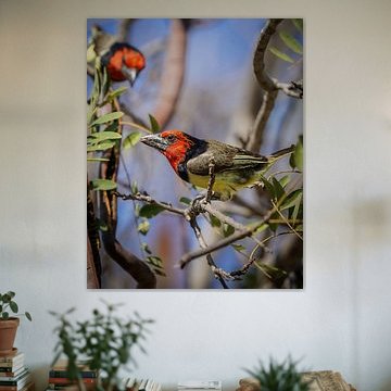 Schwarzhals-Bartvogel in Südafrika