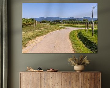 Straße zwischen Weinbergen Italien