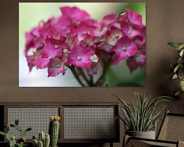 Pink hydrangea by Linda de Klein