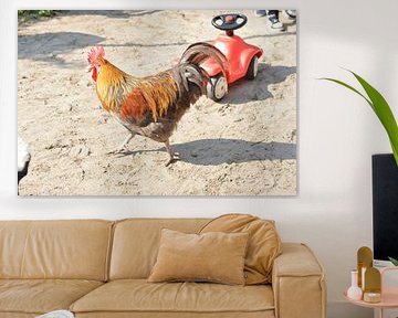 Le coq se promène sur l'aire de jeux sur Silva Wischeropp