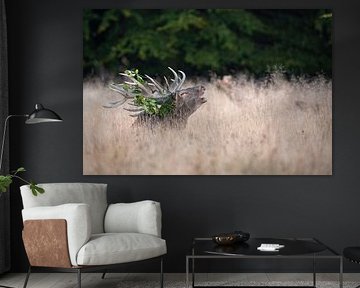 plätscherndes Rotwild von Andy van der Steen - Fotografie
