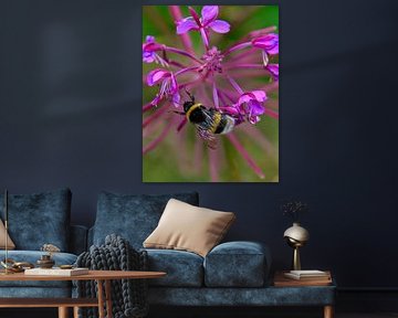 bumblebee on a flower by Pictures by GJ