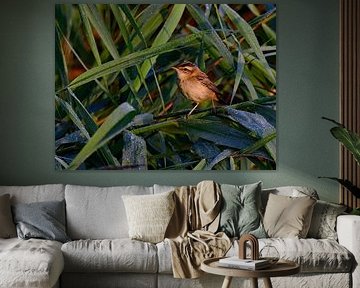 sedge warbler by Pictures by GJ