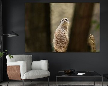 Watchful meerkat on lookout among the trees by NVA Photos