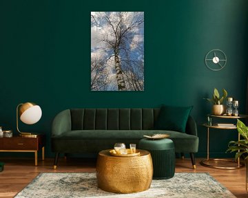 Birch tree with blue sky and clouds sur Tonko Oosterink