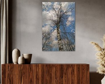 Berkenboom tegen een blauwe lucht met witte wolken van Tonko Oosterink