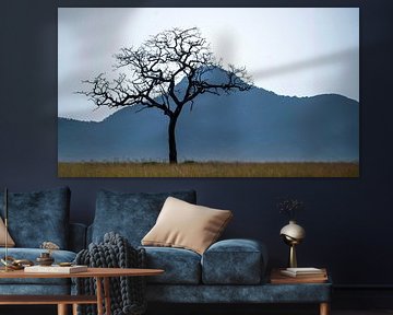 Arbre de la savane, Ouganda sur Nordwin Alberts / Moving Stills