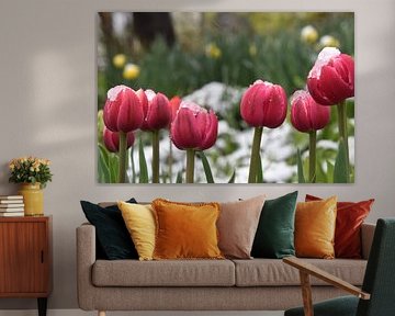 Flowering tulips in the garden by Claude Laprise