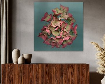 Late summer whispers - pink hydrangea by Willemijn van Poppel