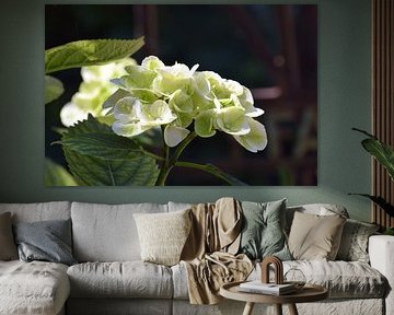 Een maagdelijke hortensia