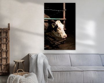 Portret van een koe van Jan Mulders