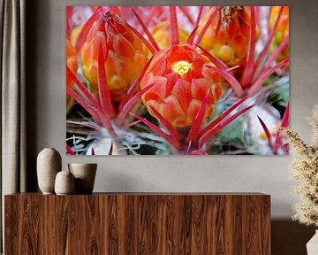 een prachtige oranje cactusbloem