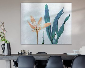 Autumn crocus with orange flower by Claudia Gründler