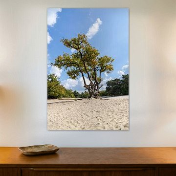 Herfst_eikenboom op heide