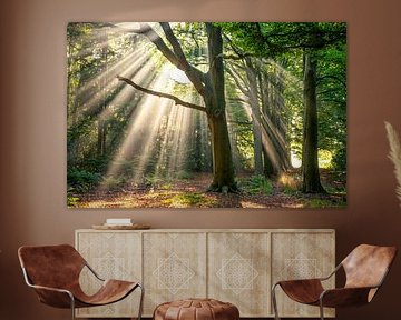 Harpes solaires sur le domaine de Horsten sur Guido de Kleijn