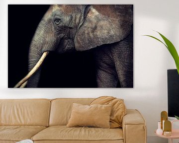 Elephant by Claudia Moeckel