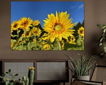 A field of sunflowers in spring by Claude Laprise