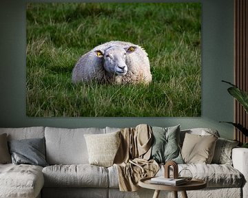 Resting Sheep by Dirk Schelhasse