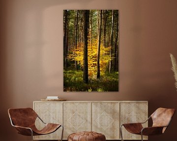 Beech tree in a pine tree forest by Sjoerd van der Wal Photography