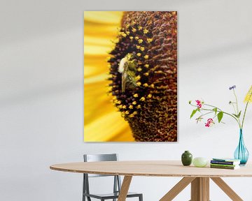 Bumblebee in sunflower heart, Hidden in golden yellow by Saranda in 't Veld Fotografie
