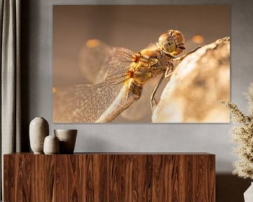 Dragonfly in golden afternoon light by Miranda Geerts Art