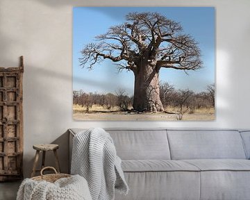 Baobab boom in Botswana