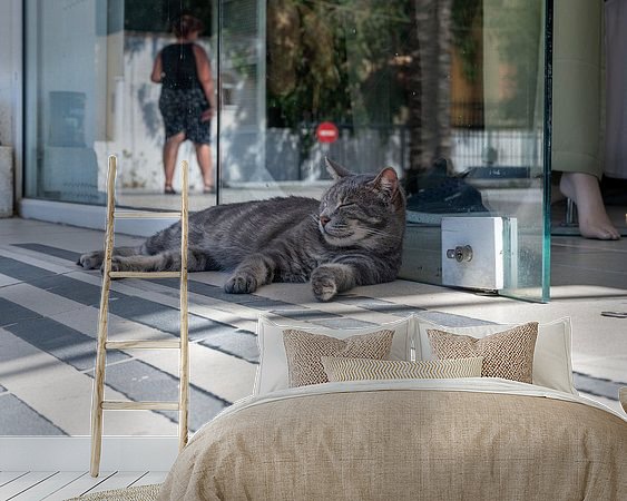 Aperçu de la chambre