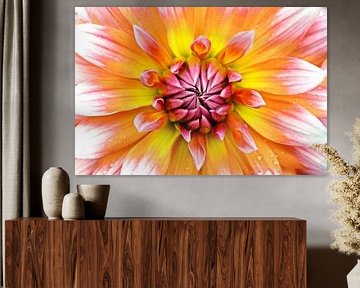 une fleur de dahlia