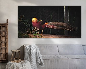 Golden Pheasant by Iris Boersma