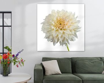 Dahlia blossom on a white background