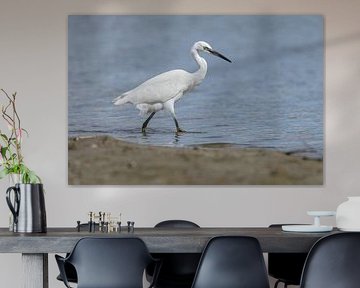 Little egret by Dennis Schaefer