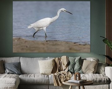 Little egret by Dennis Schaefer