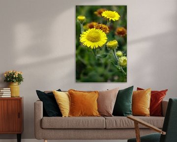 Gele bloemen in het wild