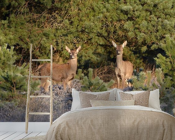 Aperçu de la chambre