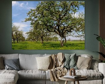 Appelbomen in de boomgaard van Sjoerd van der Wal