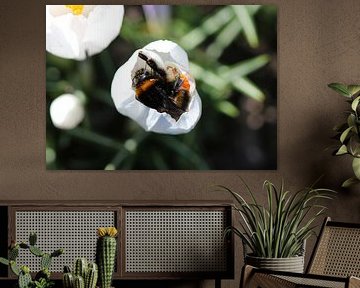 Hommel donkere aarde