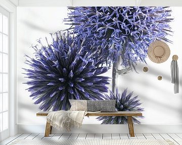 Portrait of three Ball Thistles: Different stages of life by Marjolijn van den Berg