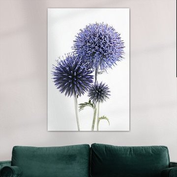 Portrait of three Ball Thistles: Different stages of life