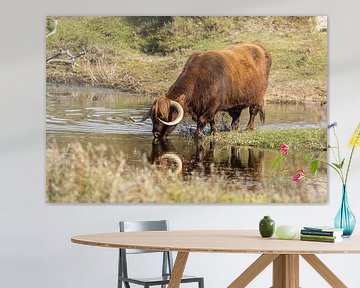 Een Schtose Hooglander in het duin van Menno Schaefer