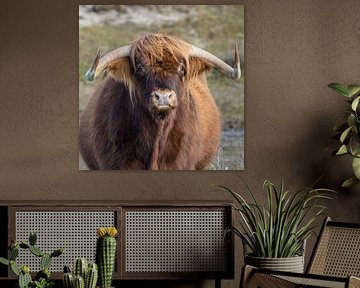 Een Schtose Hooglander in het duin van Menno Schaefer