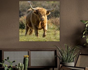 Een Schtose Hooglander in het duin van Menno Schaefer