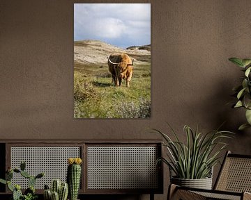 Een Schtose Hooglander in het duin van Menno Schaefer