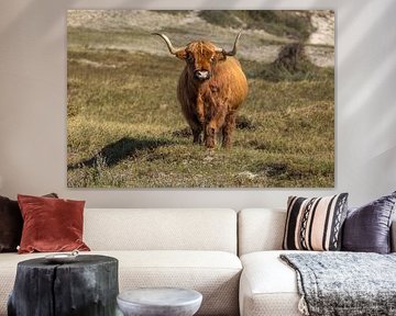 Schotse Hooglander van Menno Schaefer