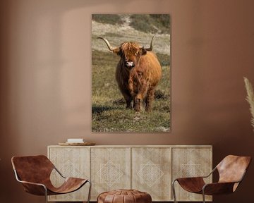 Schotse Hooglander van Menno Schaefer