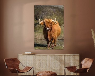 Schotse Hooglander van Menno Schaefer