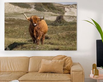 Schotse Hooglander in het duin van Menno Schaefer