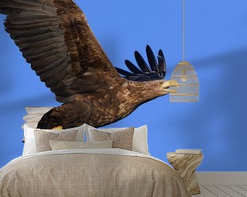 Zeearend vliegend in de lucht boven het noorden