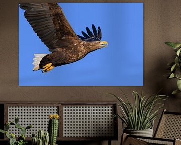 Seeadler fliegt am Himmel über dem Norden von Sjoerd van der Wal Fotografie